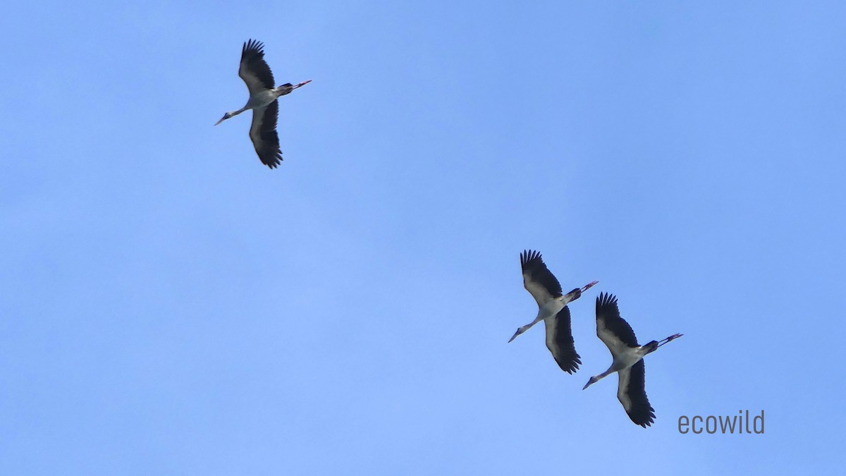 Asian Openbill - ML627417318