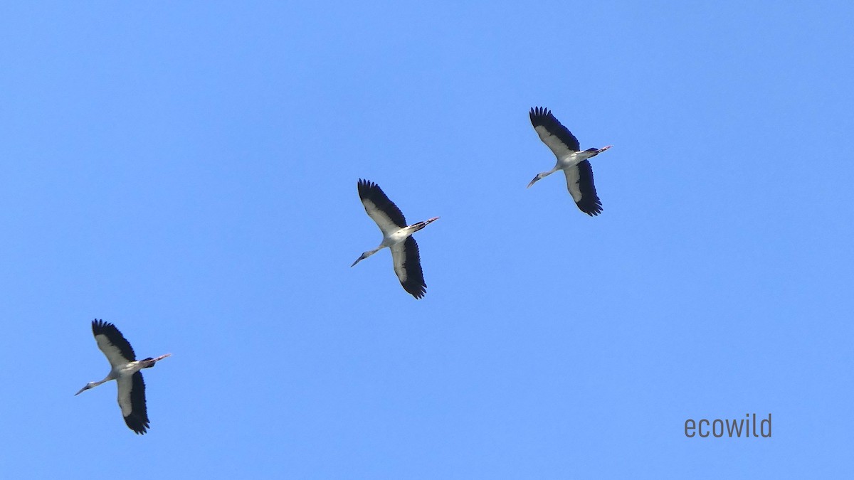 Asian Openbill - ML627417321