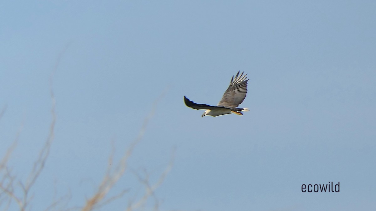 White-bellied Sea-Eagle - ML627417359