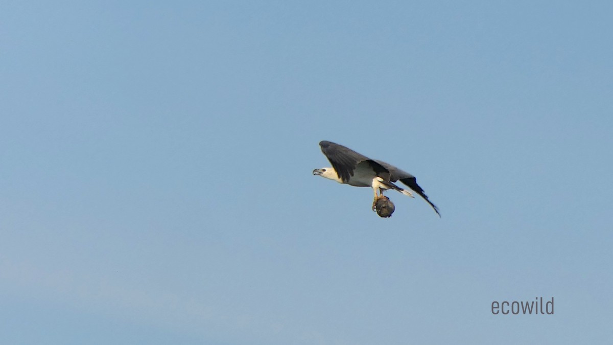 White-bellied Sea-Eagle - ML627417360