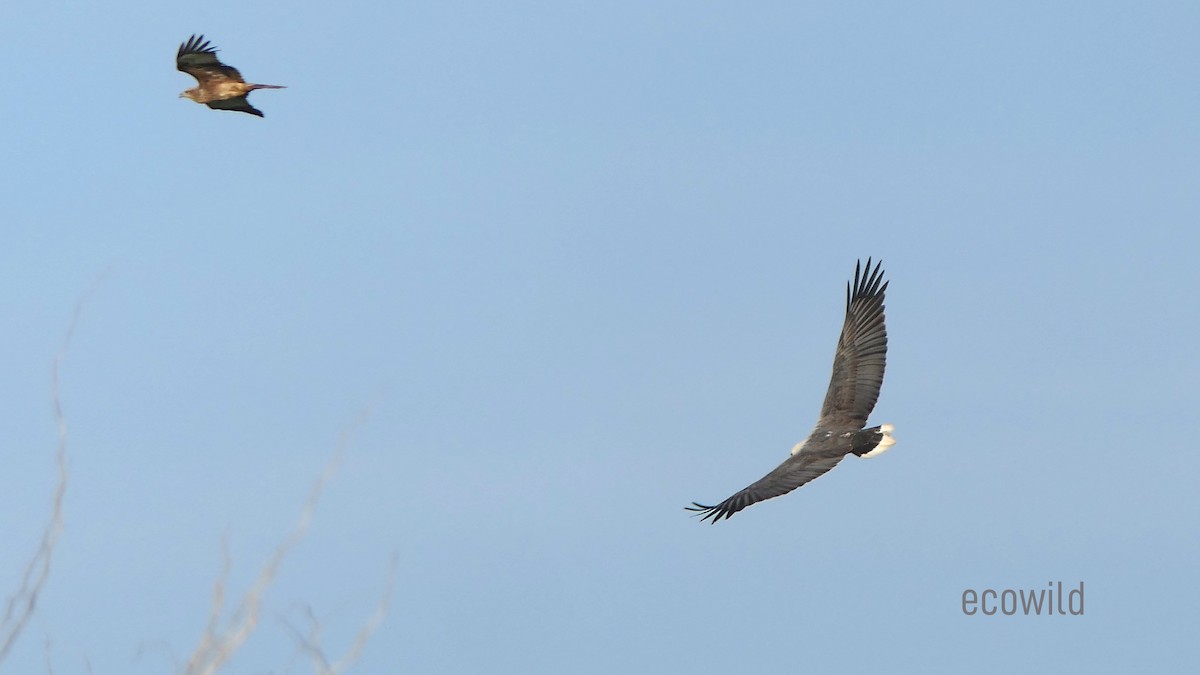 White-bellied Sea-Eagle - ML627417361