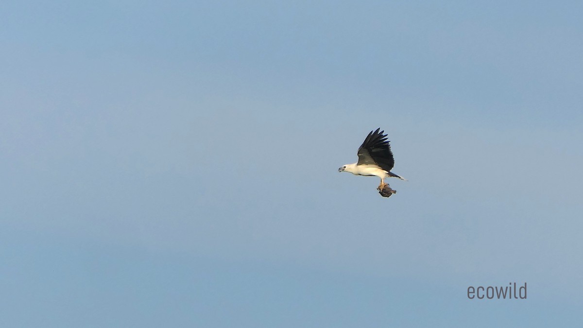 White-bellied Sea-Eagle - ML627417362