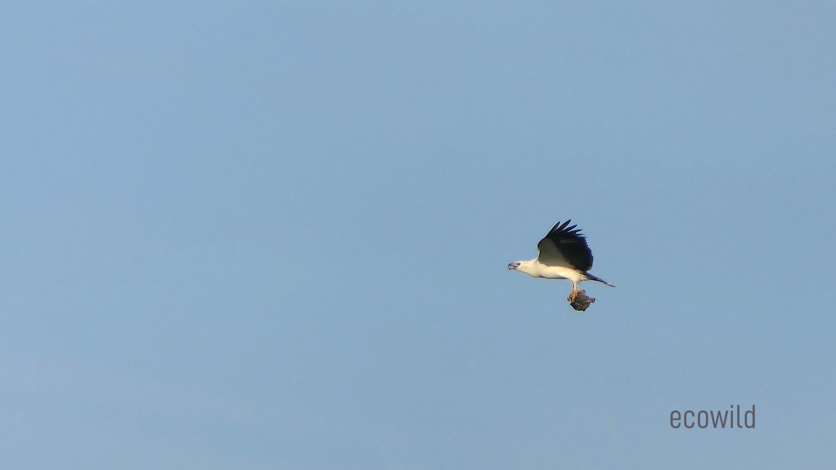 White-bellied Sea-Eagle - ML627417363