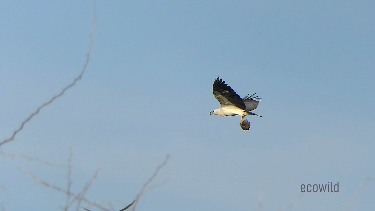 White-bellied Sea-Eagle - ML627417364