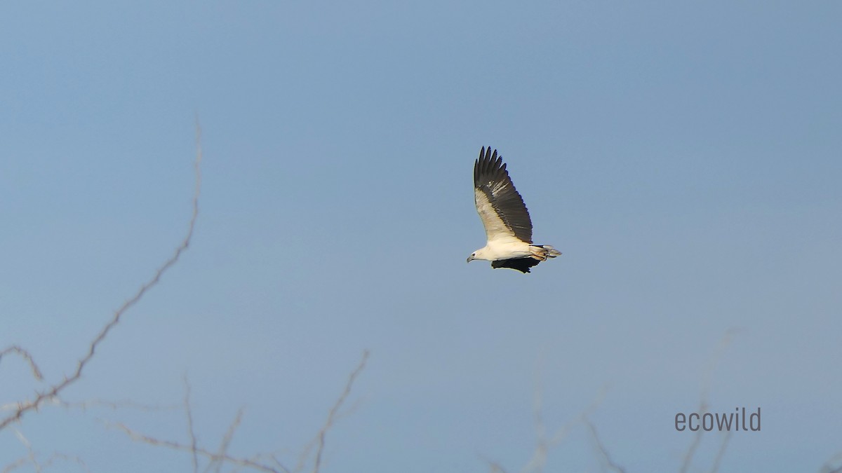 White-bellied Sea-Eagle - ML627417365