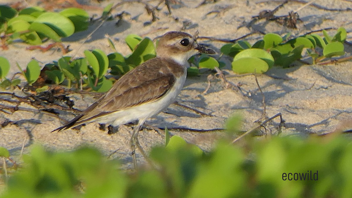 Tibetan Sand-Plover - ML627417406