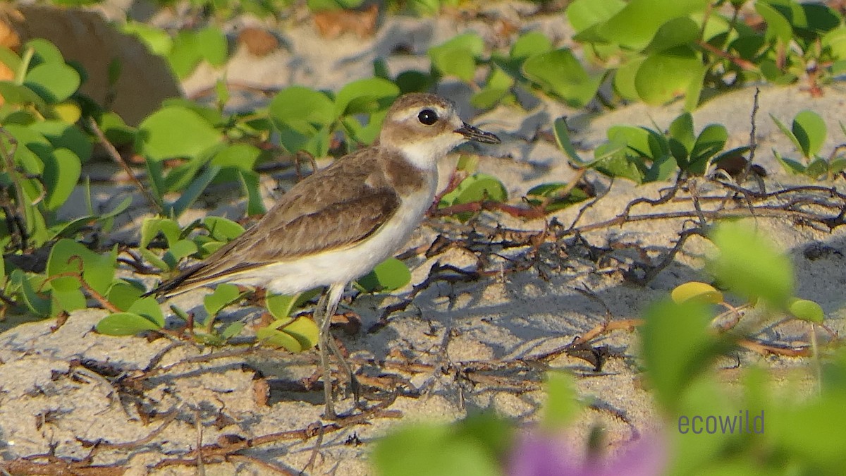 Tibetan Sand-Plover - ML627417407