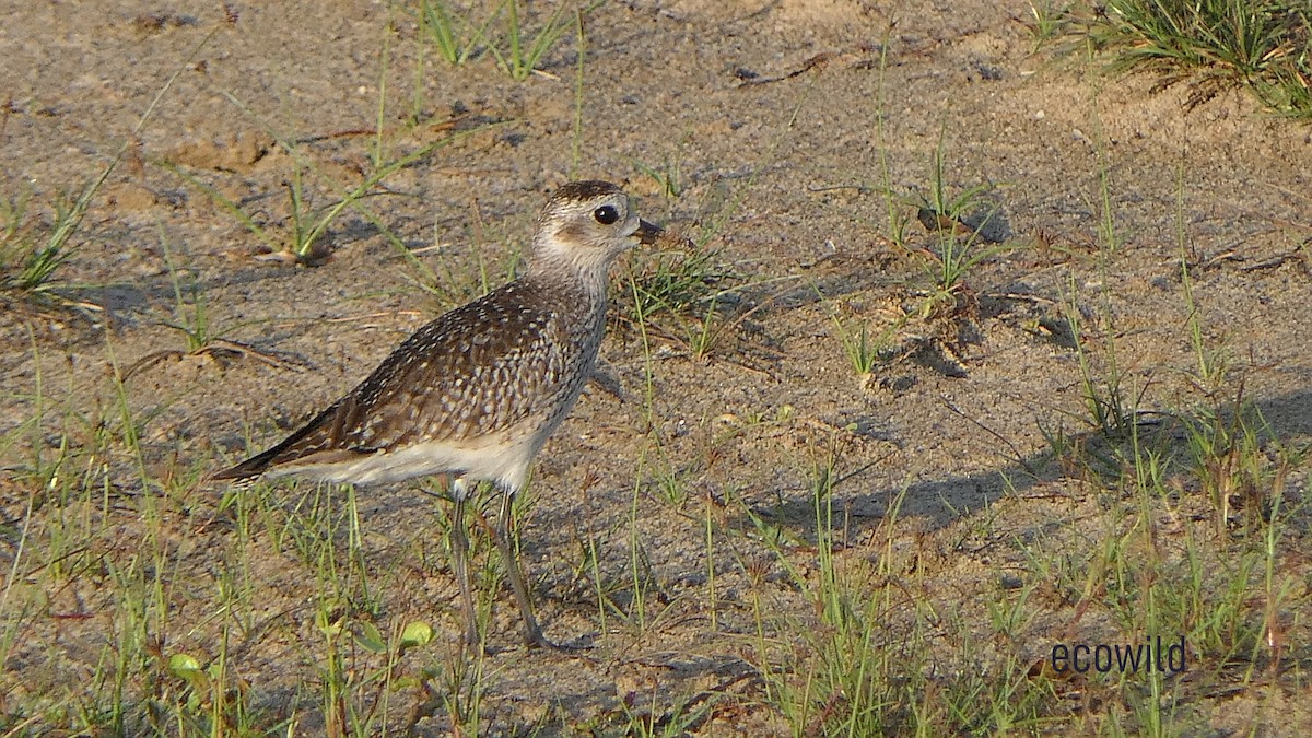 Pacific Golden-Plover - ML627417411