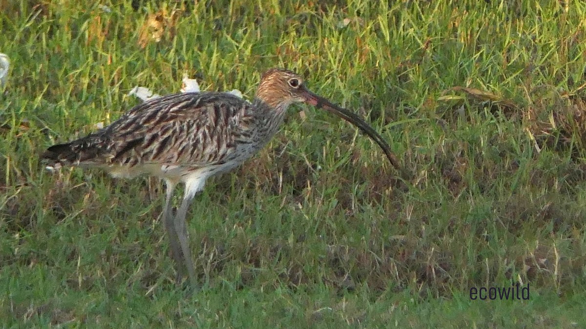 Eurasian Curlew - ML627417415