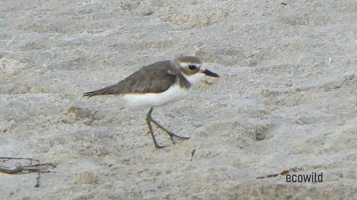 Tibetan Sand-Plover - ML627417421