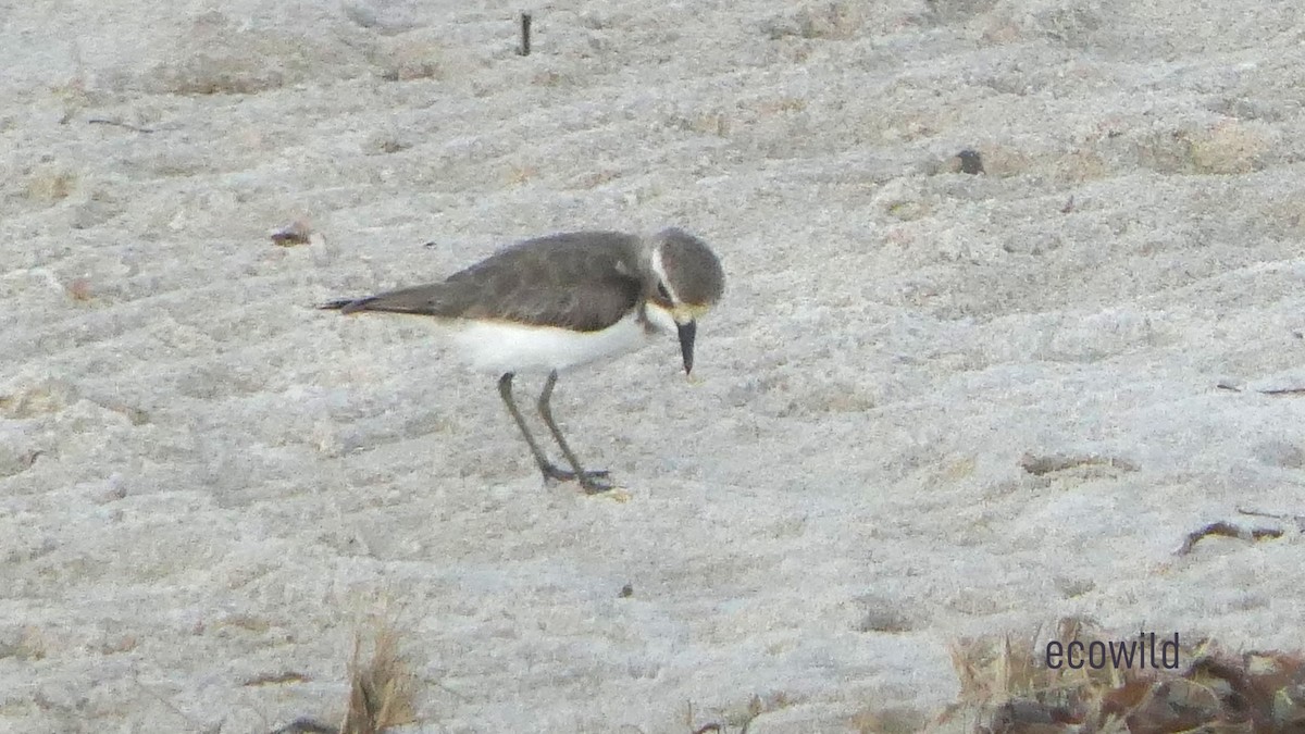 Tibetan Sand-Plover - ML627417422