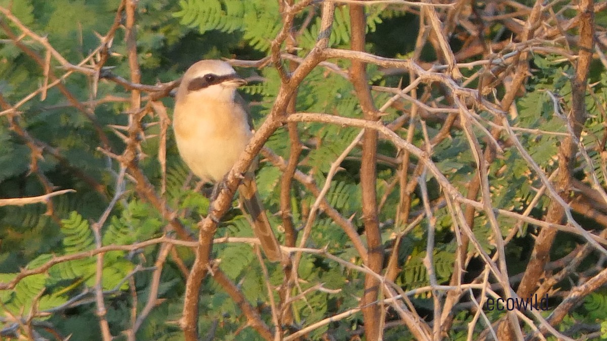 Brown Shrike - ML627417491