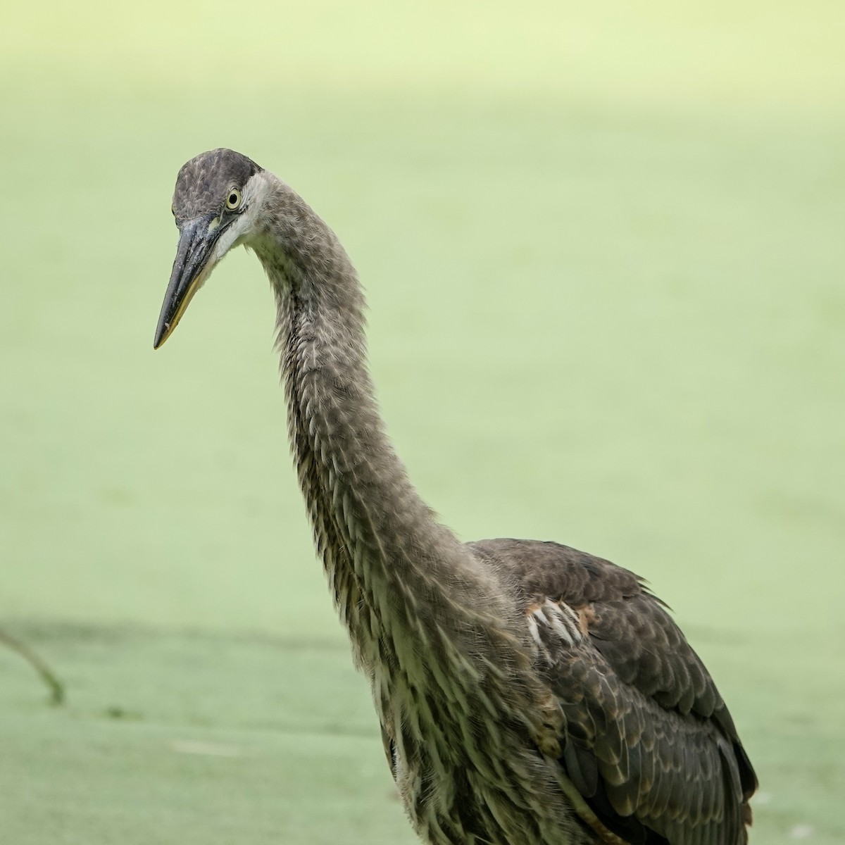 Great Blue Heron - ML627417537