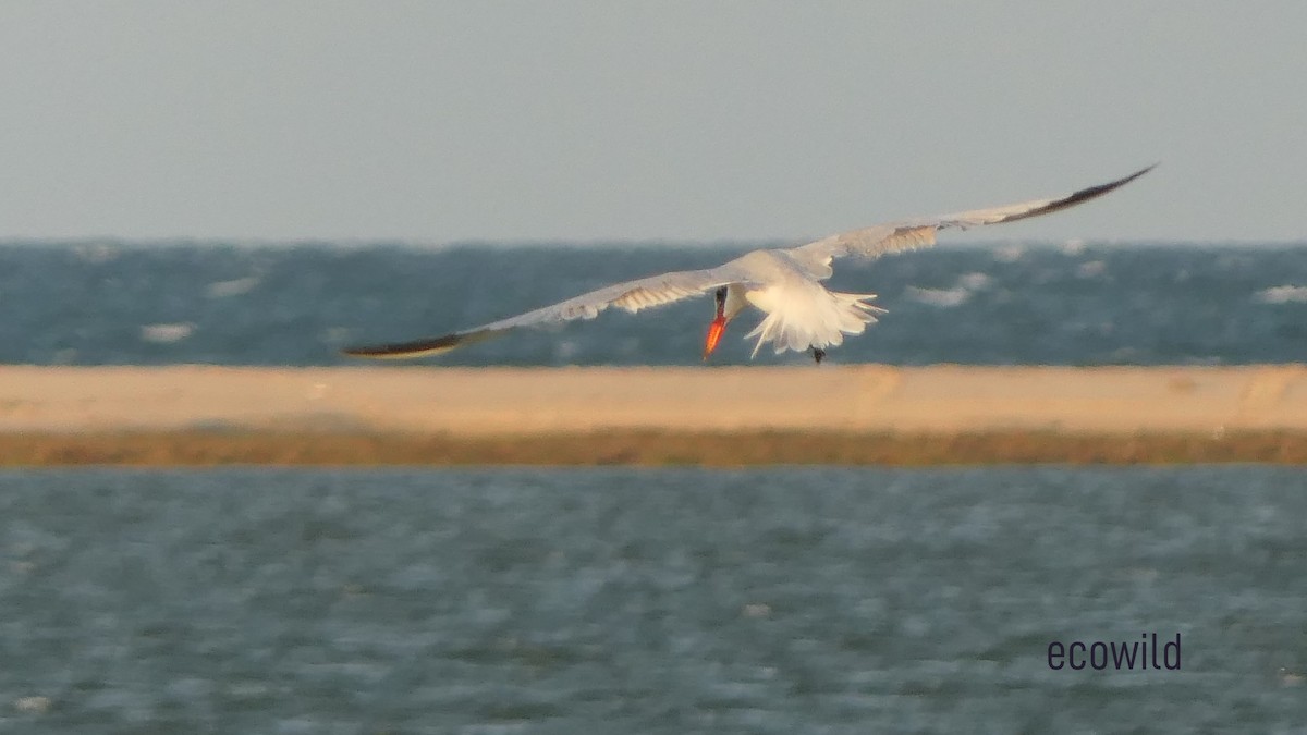 Caspian Tern - ML627417569