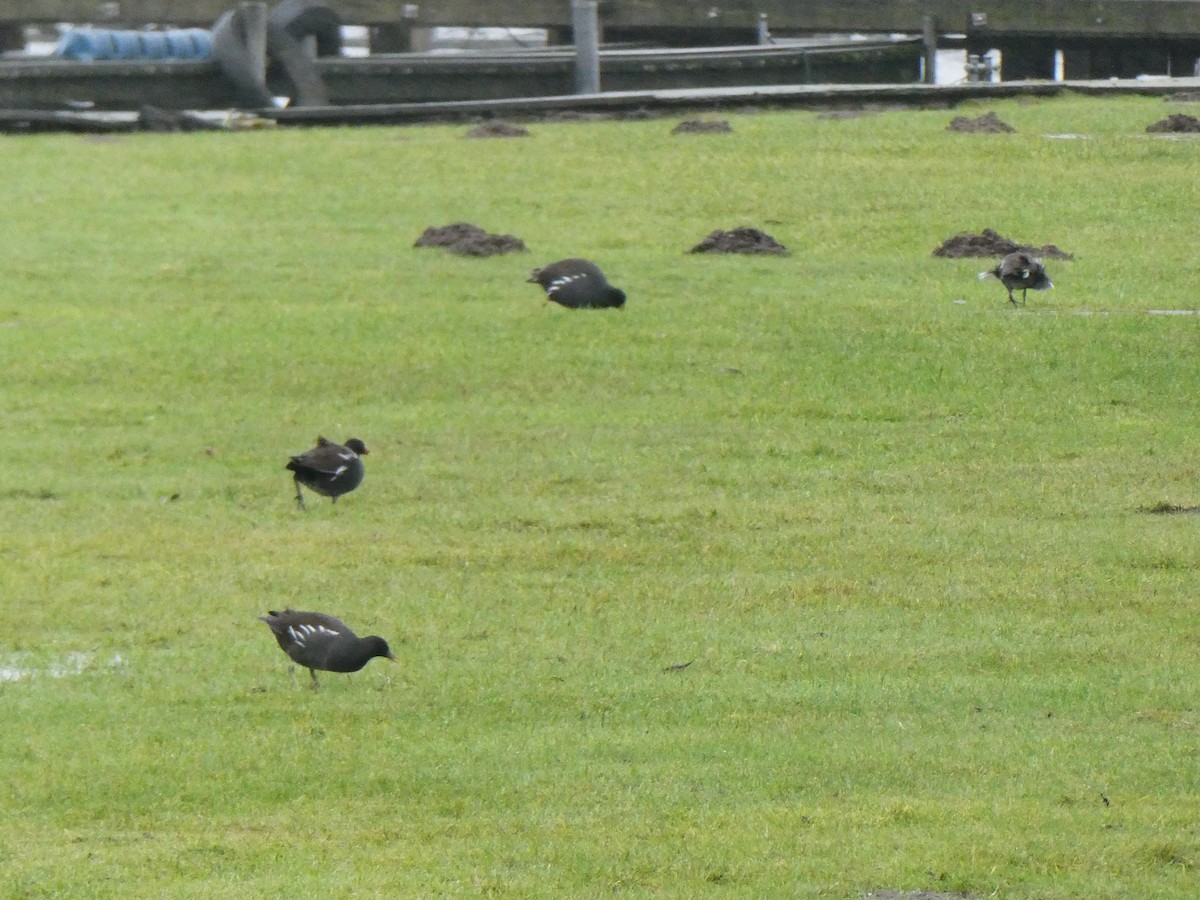 Gallinule poule-d'eau - ML627417728