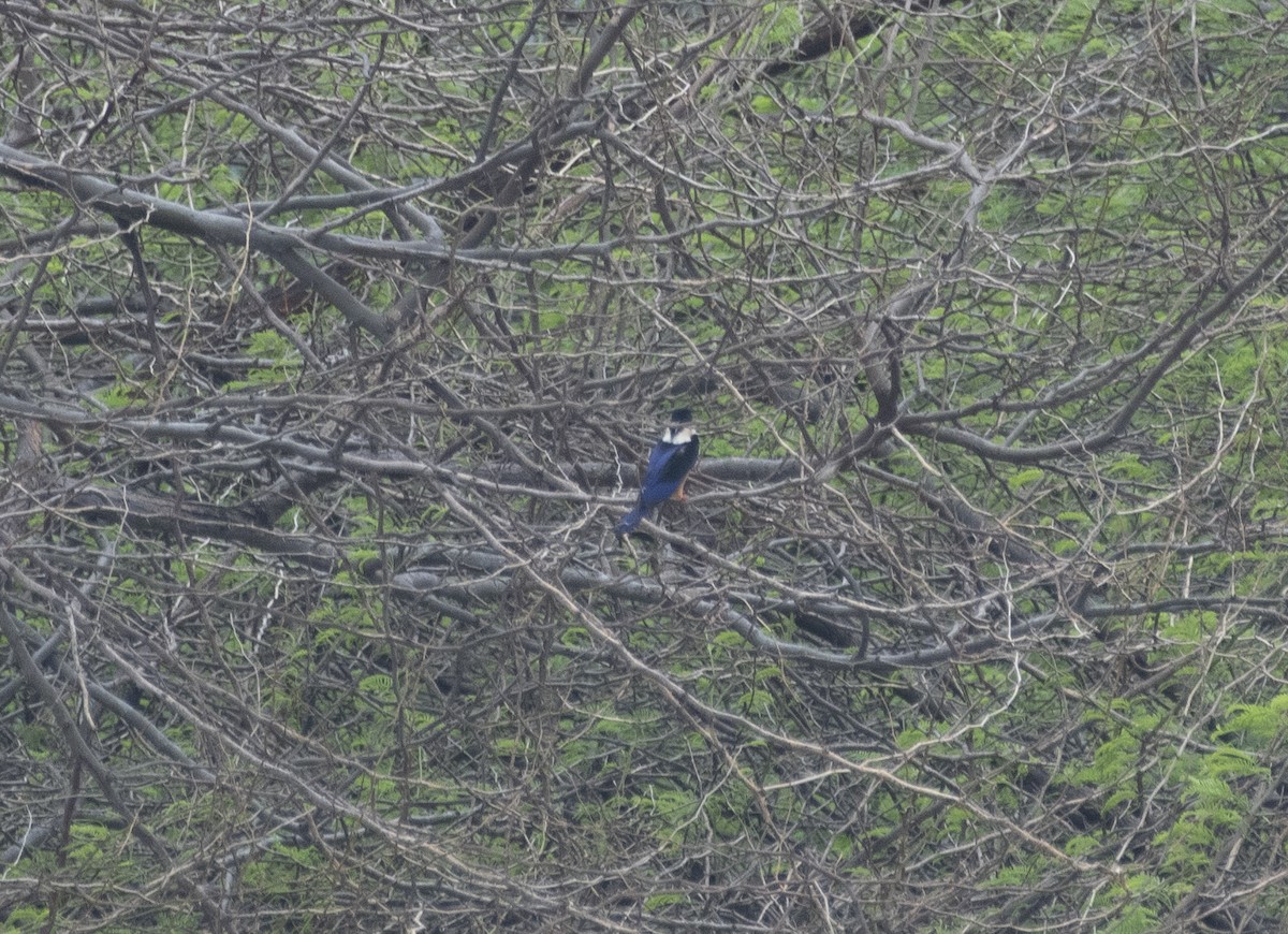 Black-capped Kingfisher - ML627417834