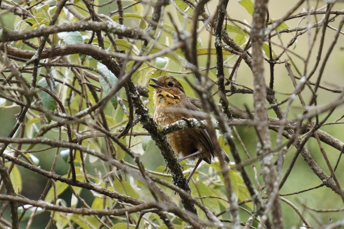 Atuen Antpitta - ML627417843