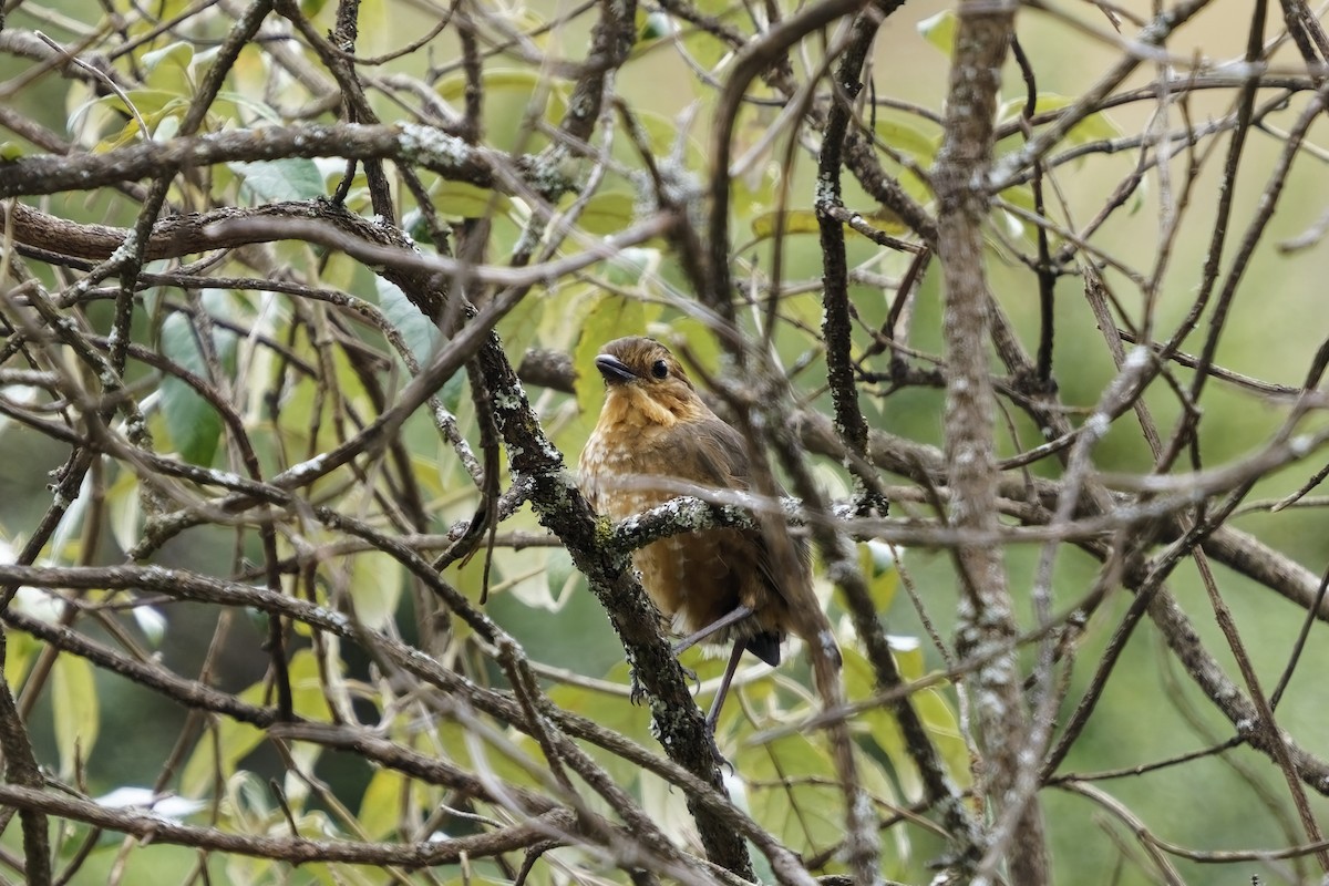 Atuen Antpitta - ML627417844