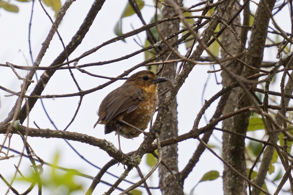 Atuen Antpitta - ML627417850