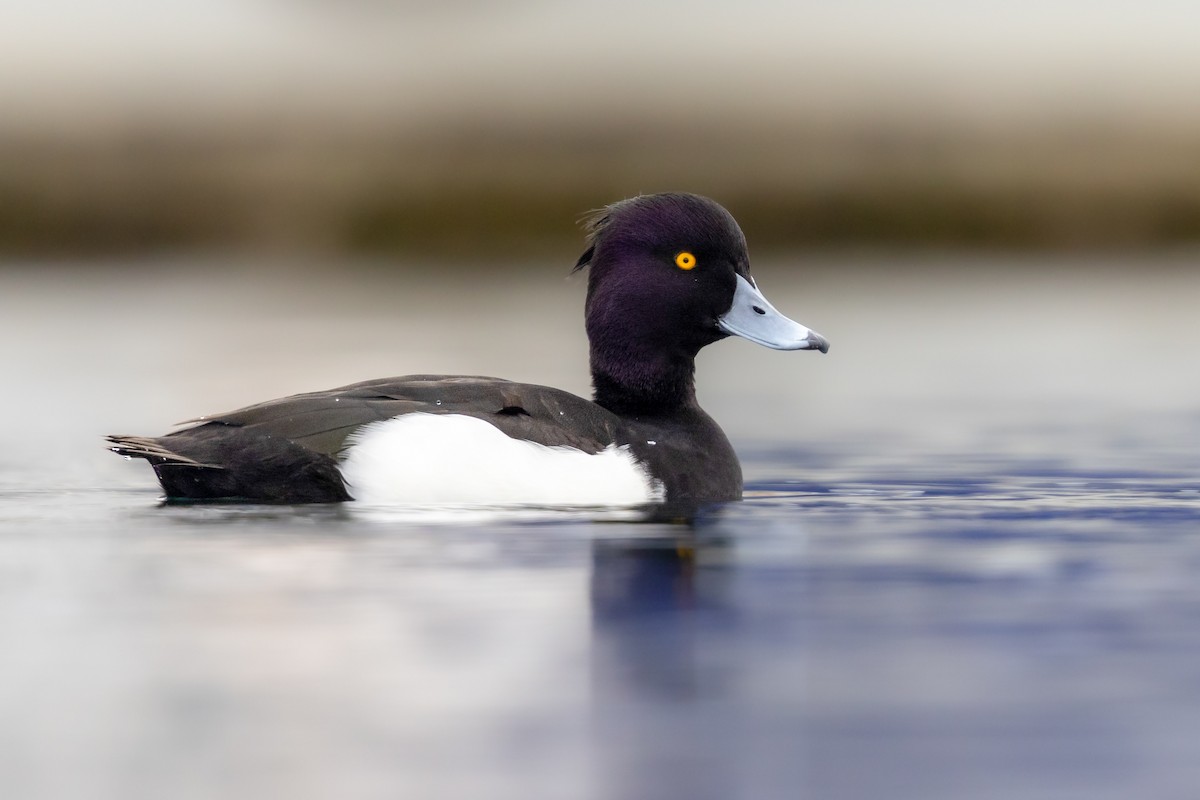 Tufted Duck - ML627417922