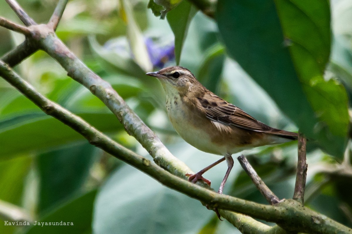 Pallas's Grasshopper Warbler - ML627417931