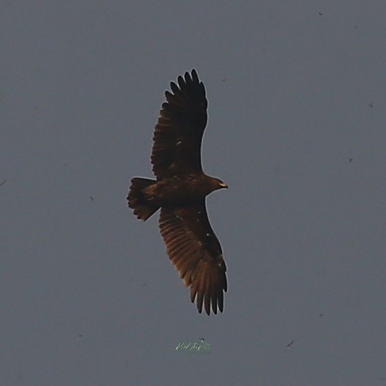 Indian Spotted Eagle - ML627418016