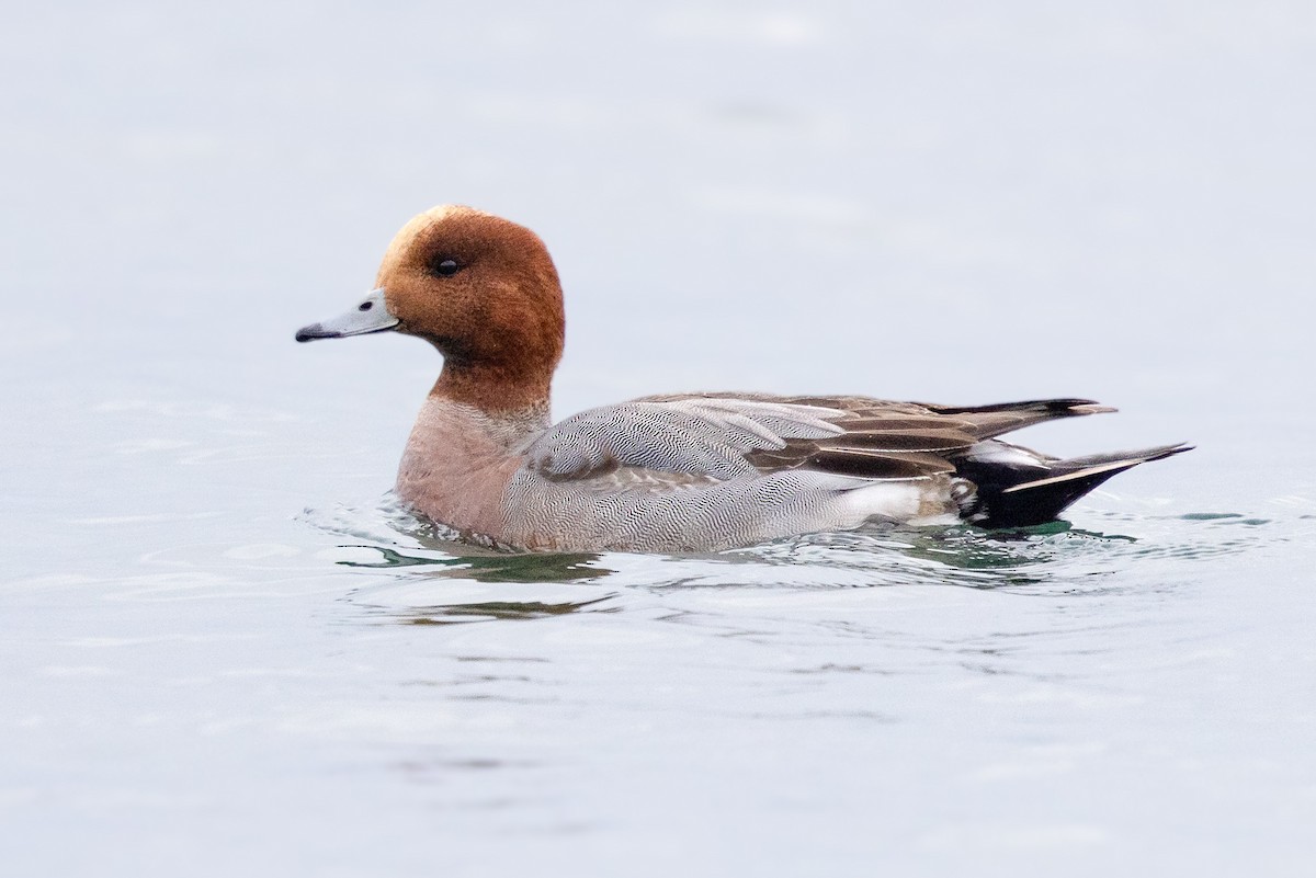 Eurasian Wigeon - ML627418021