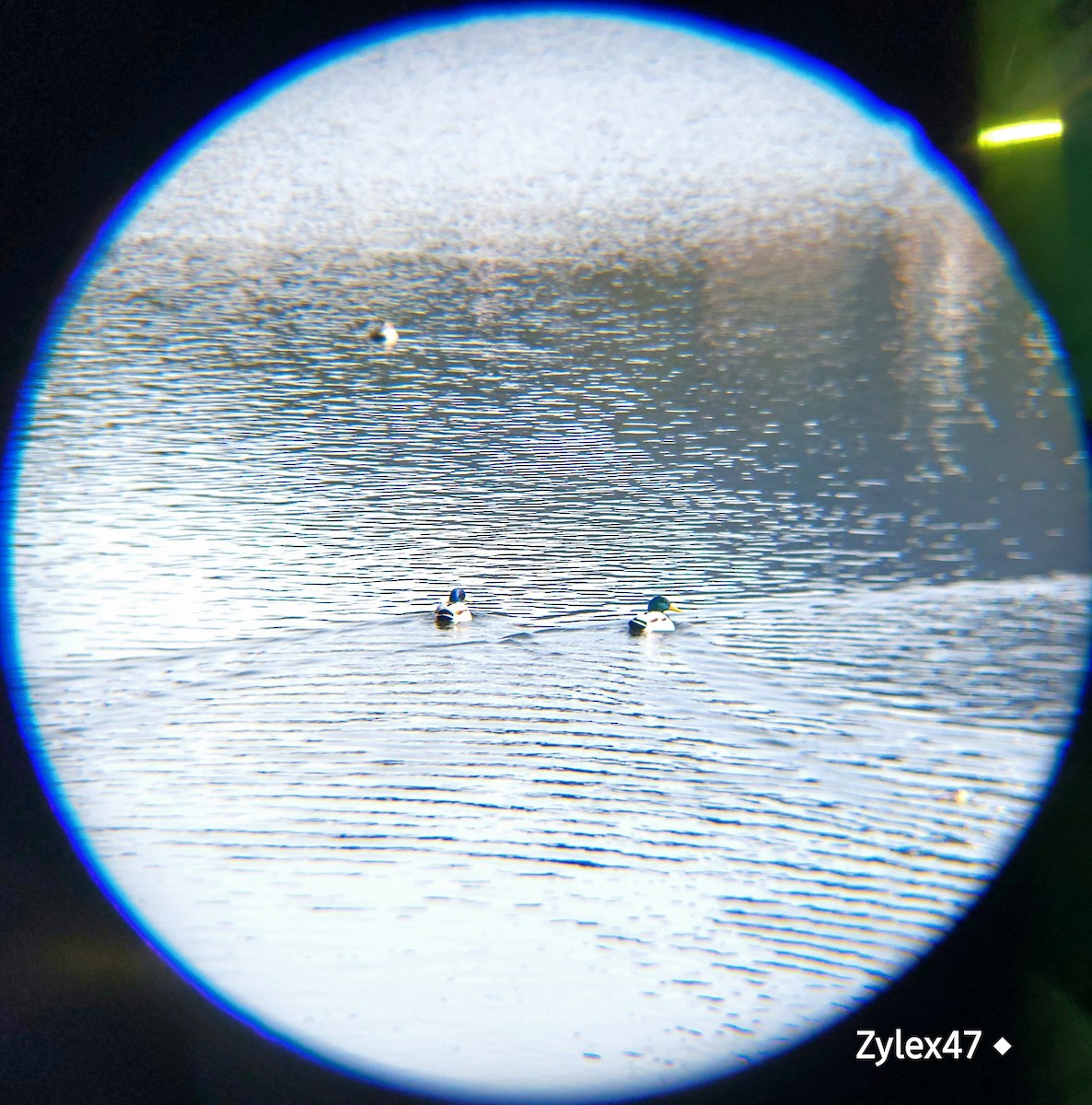 Mallard - ML627418104