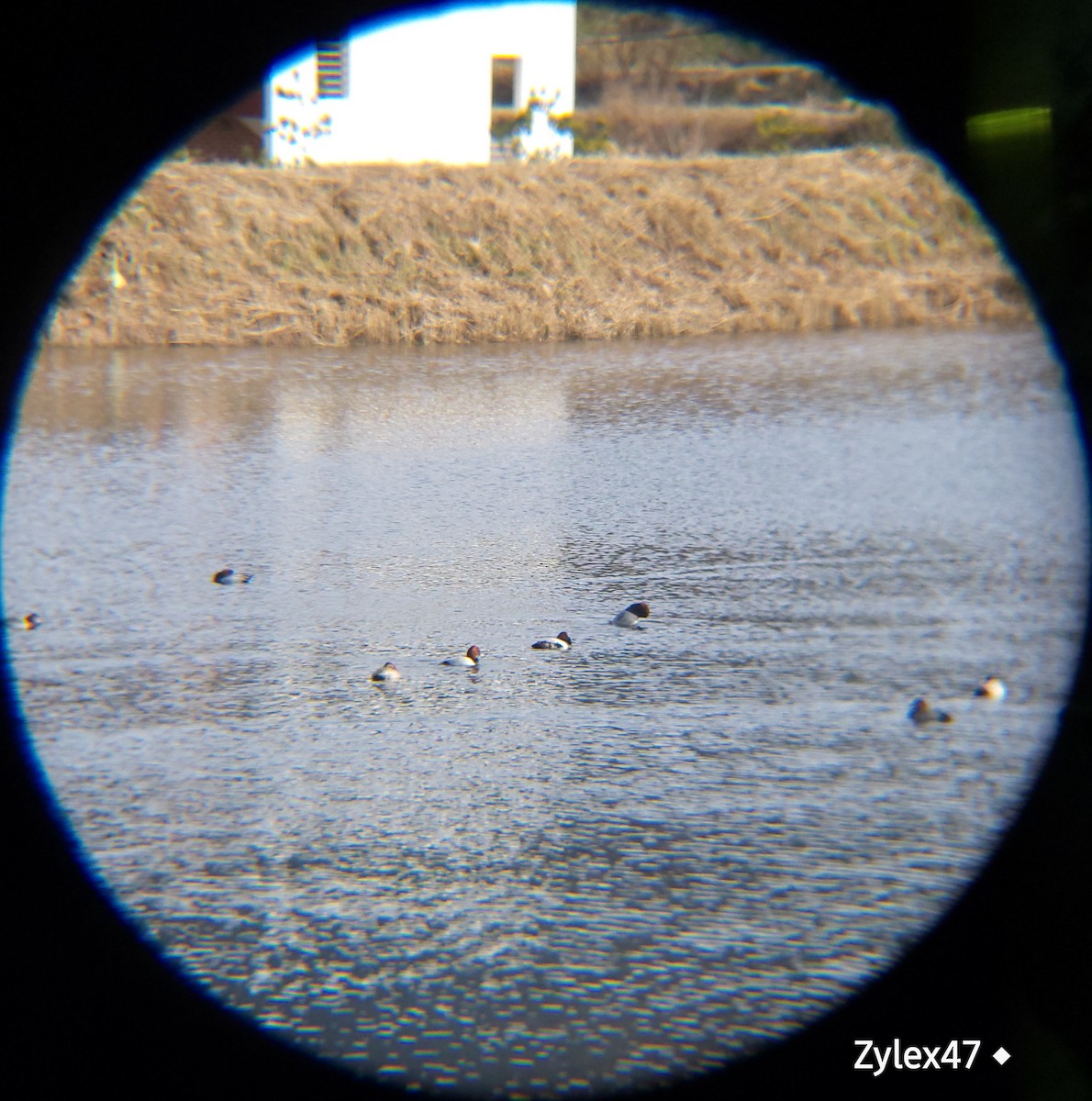 Common Pochard - ML627418122