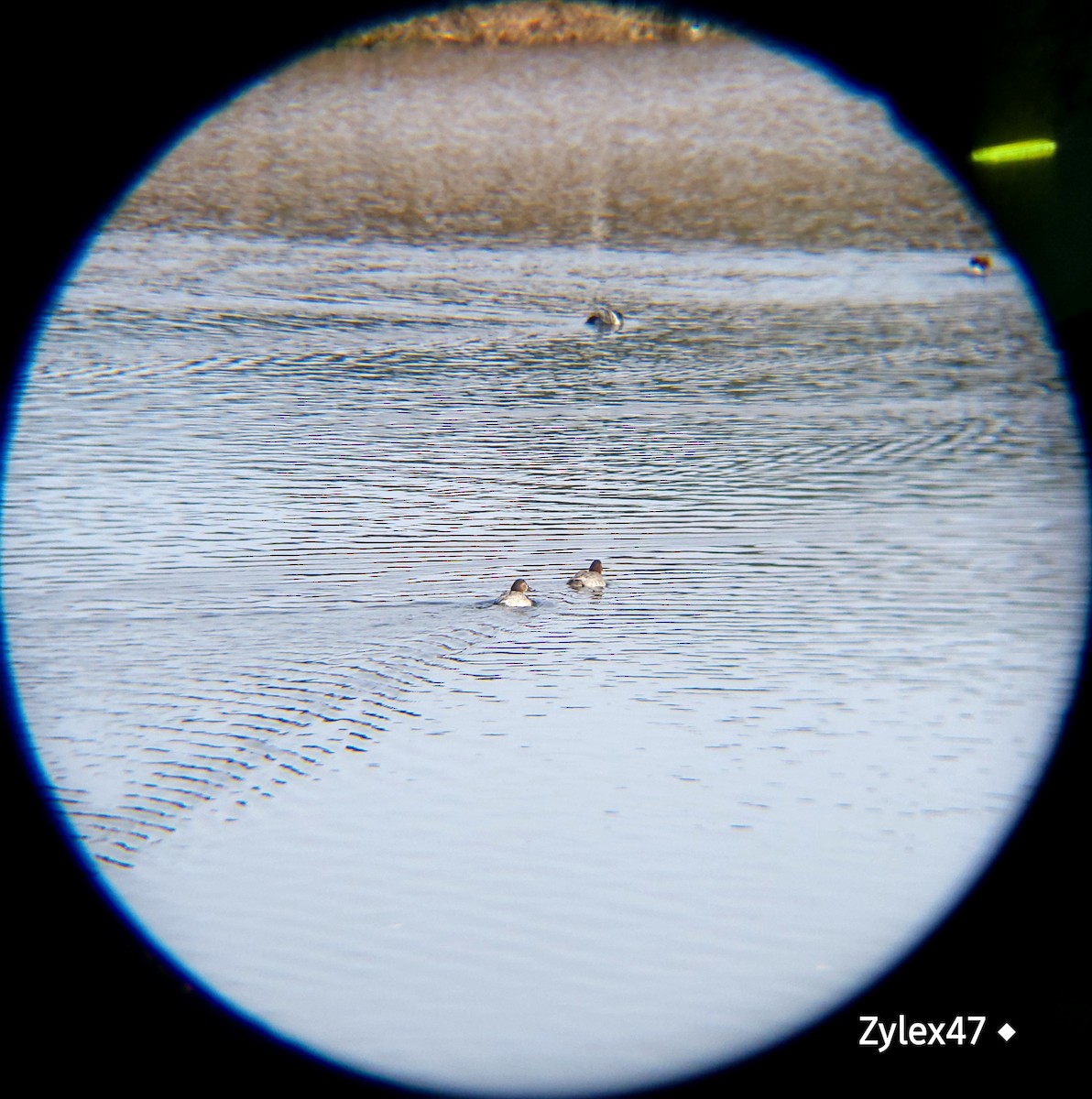 Common Pochard - ML627418123