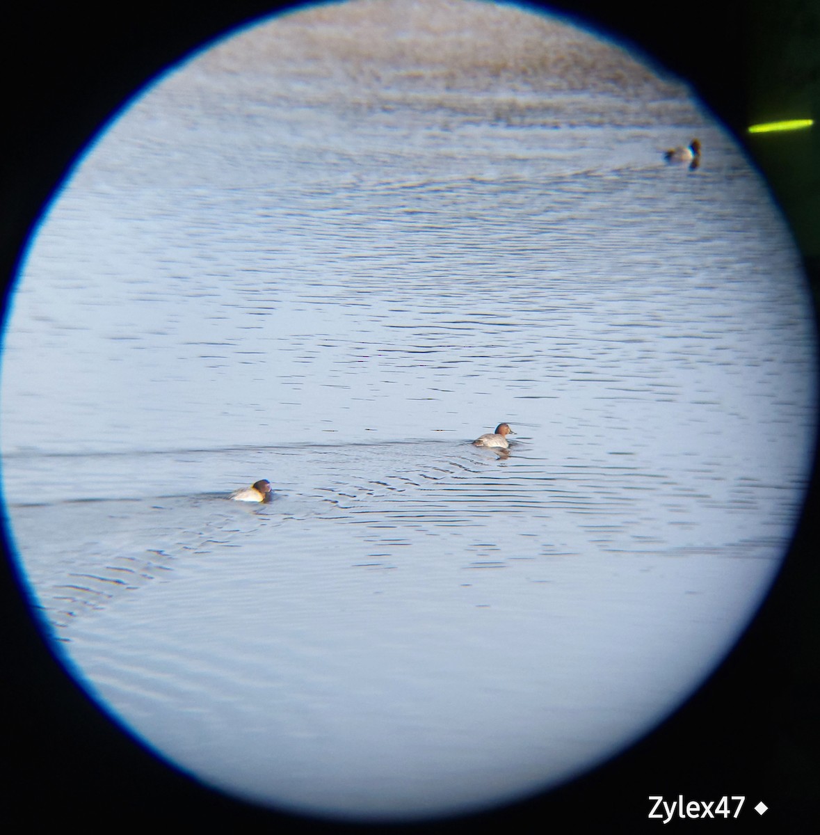 Common Pochard - ML627418124
