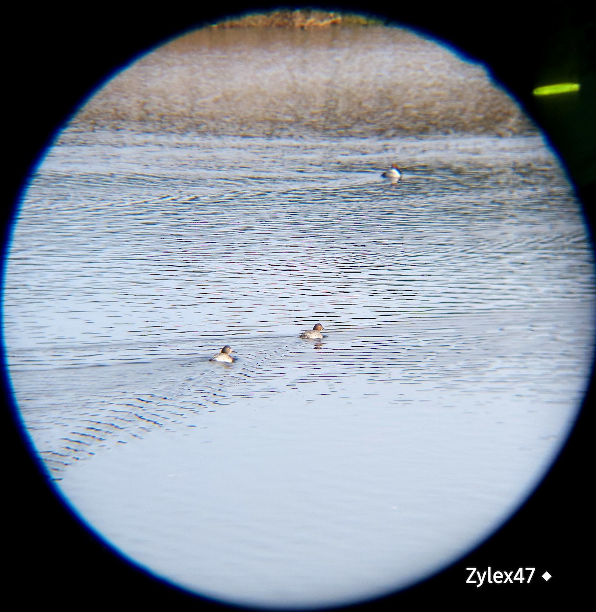 Common Pochard - ML627418125
