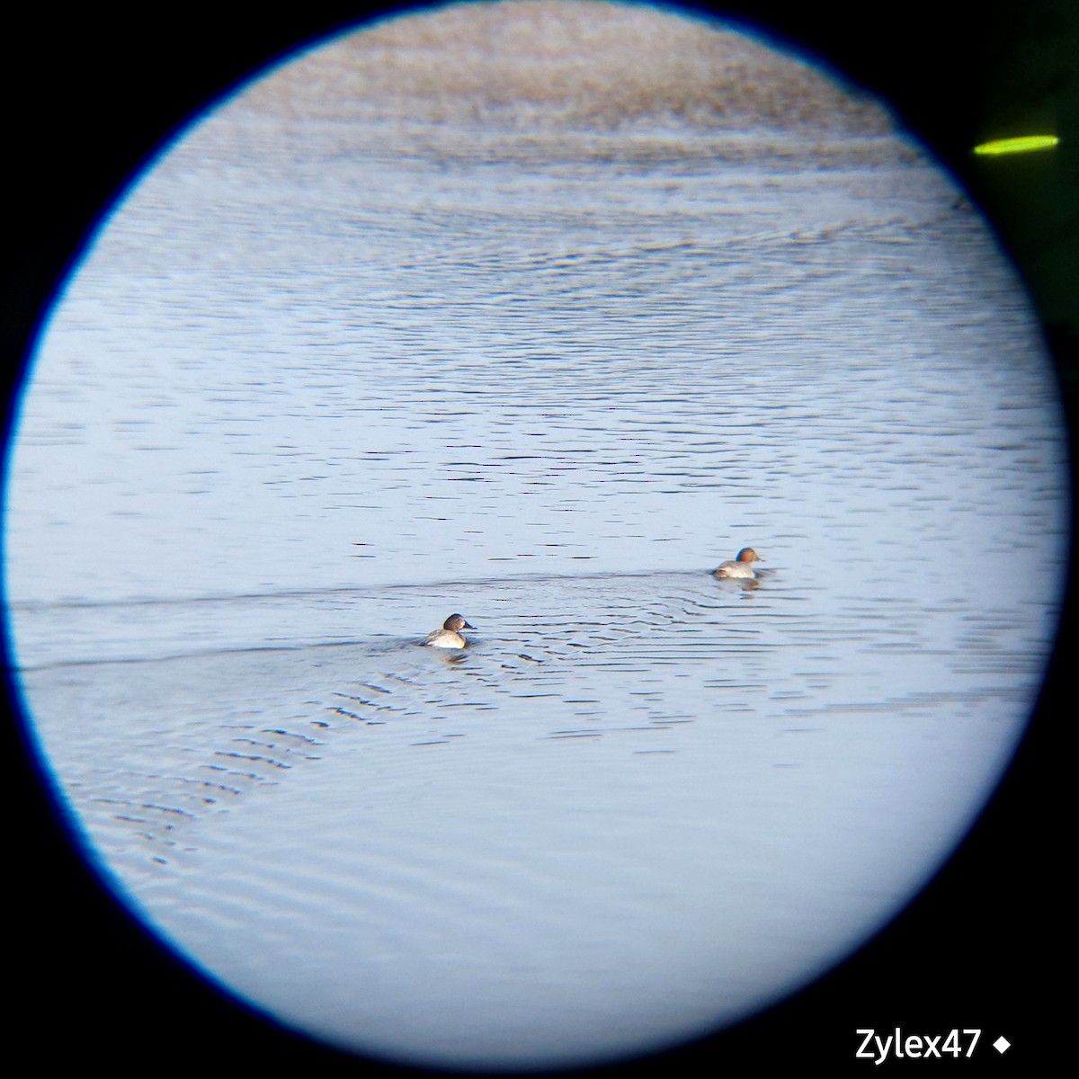 Common Pochard - ML627418126