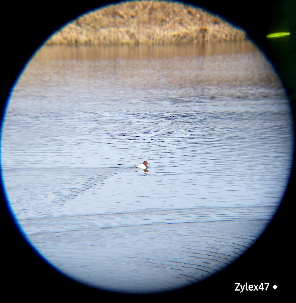 Common Pochard - ML627418128