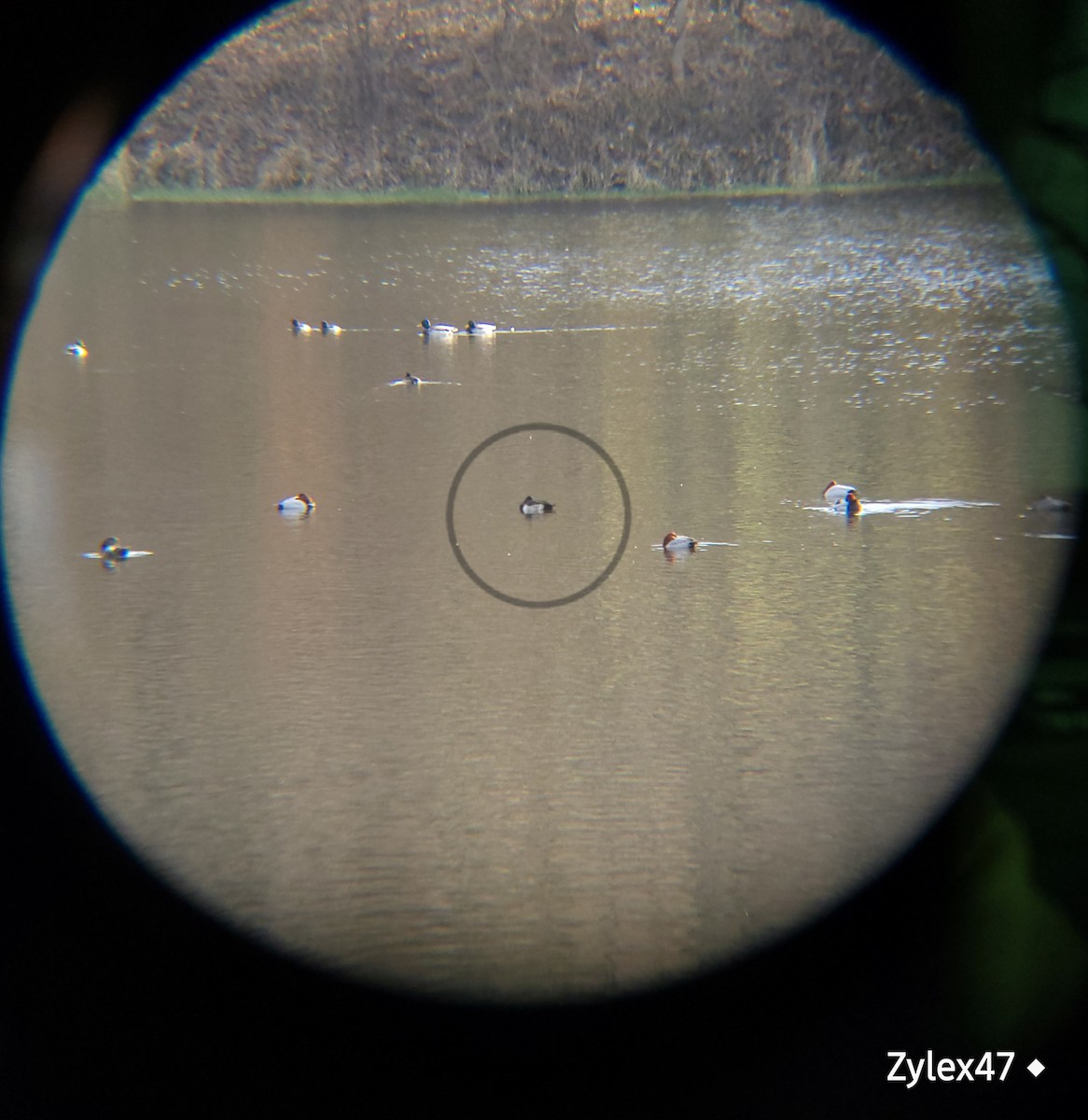 Tufted Duck - ML627418131
