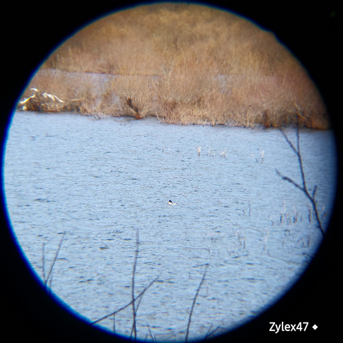 Common Merganser - ML627418134