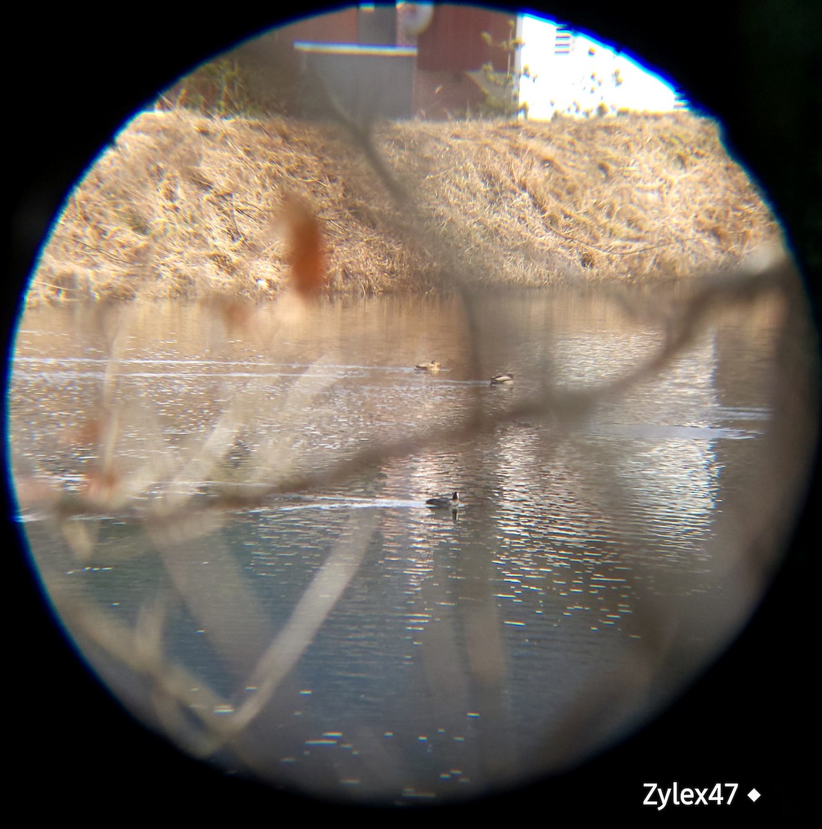Eurasian Coot - ML627418157