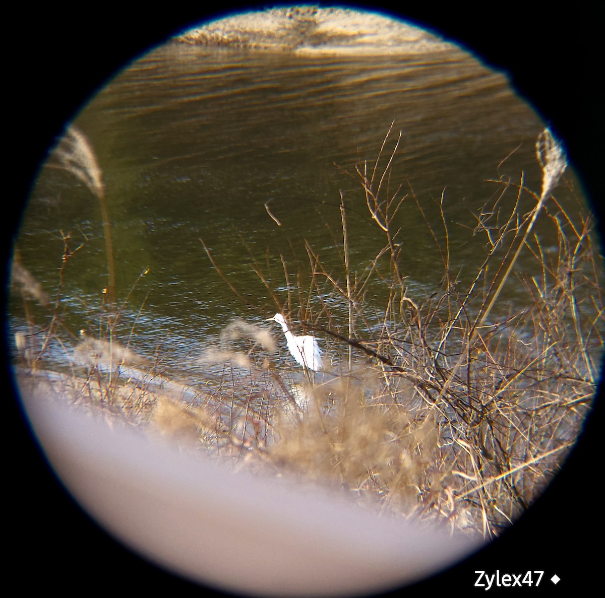 Great Egret - ML627418161