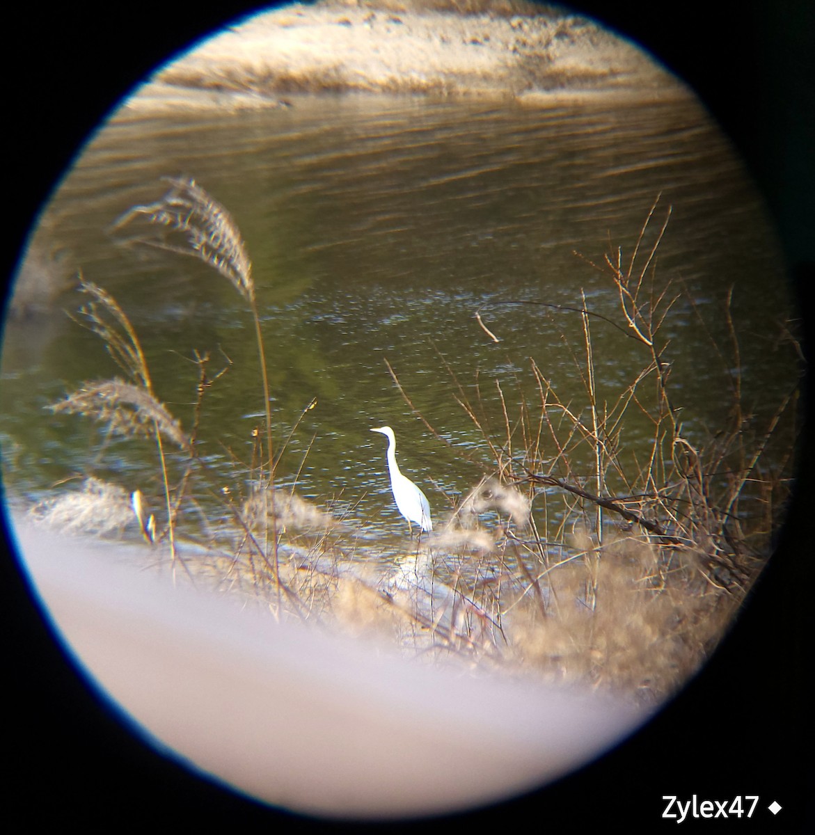 Great Egret - ML627418162
