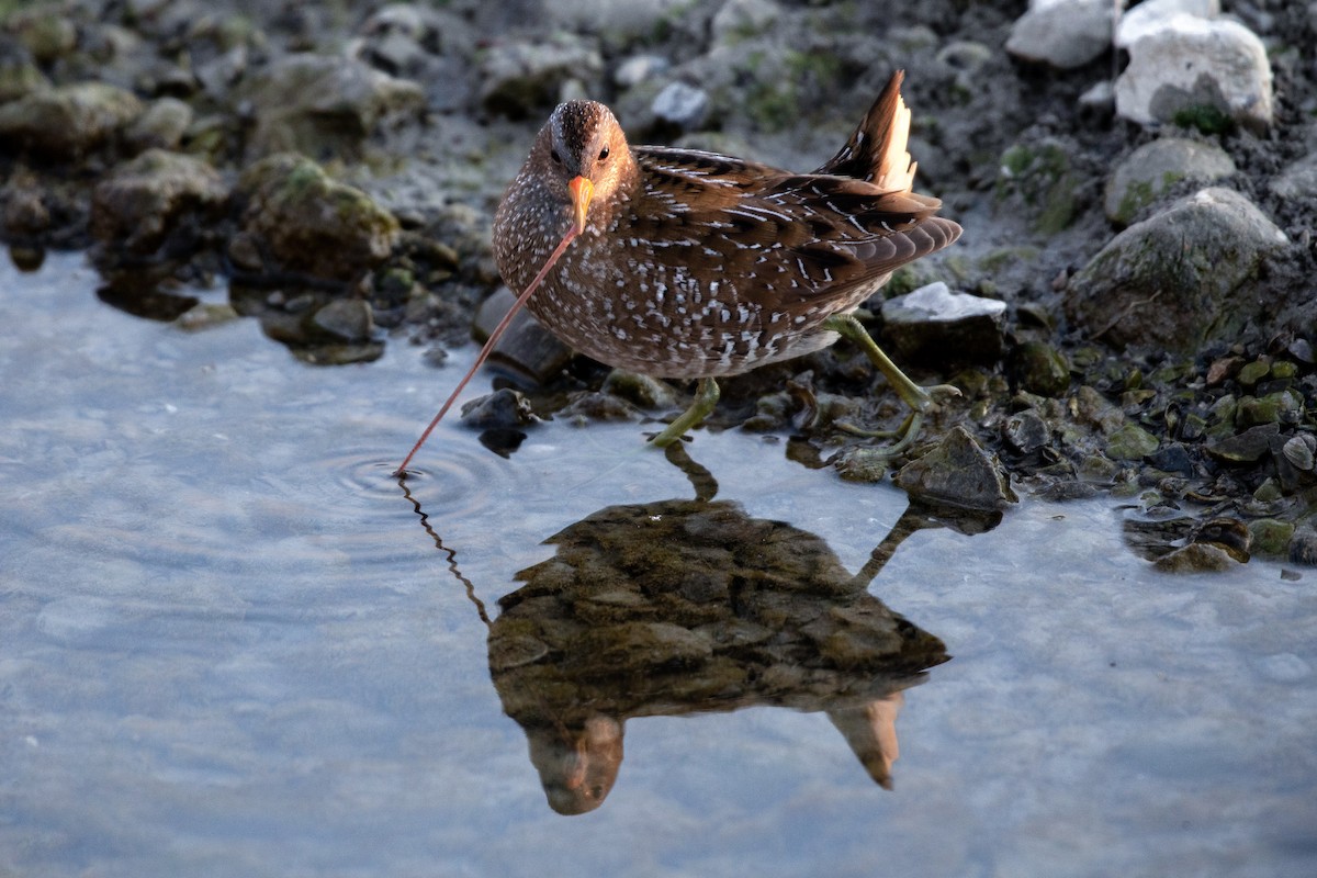Spotted Crake - ML627418246