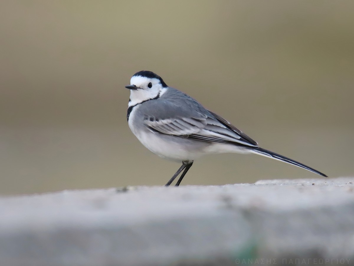 linerle - ML627418414