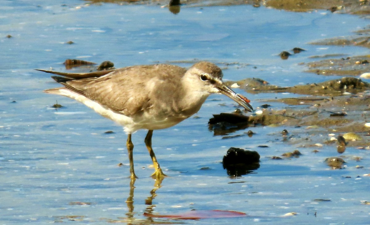 Gray-tailed Tattler - ML627418609