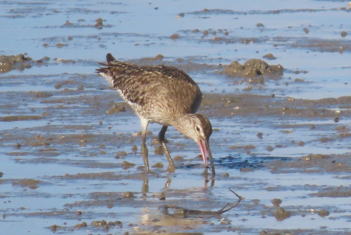 Whimbrel - ML627418629