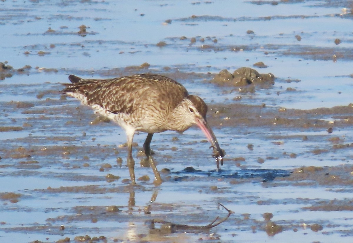 Whimbrel - ML627418630