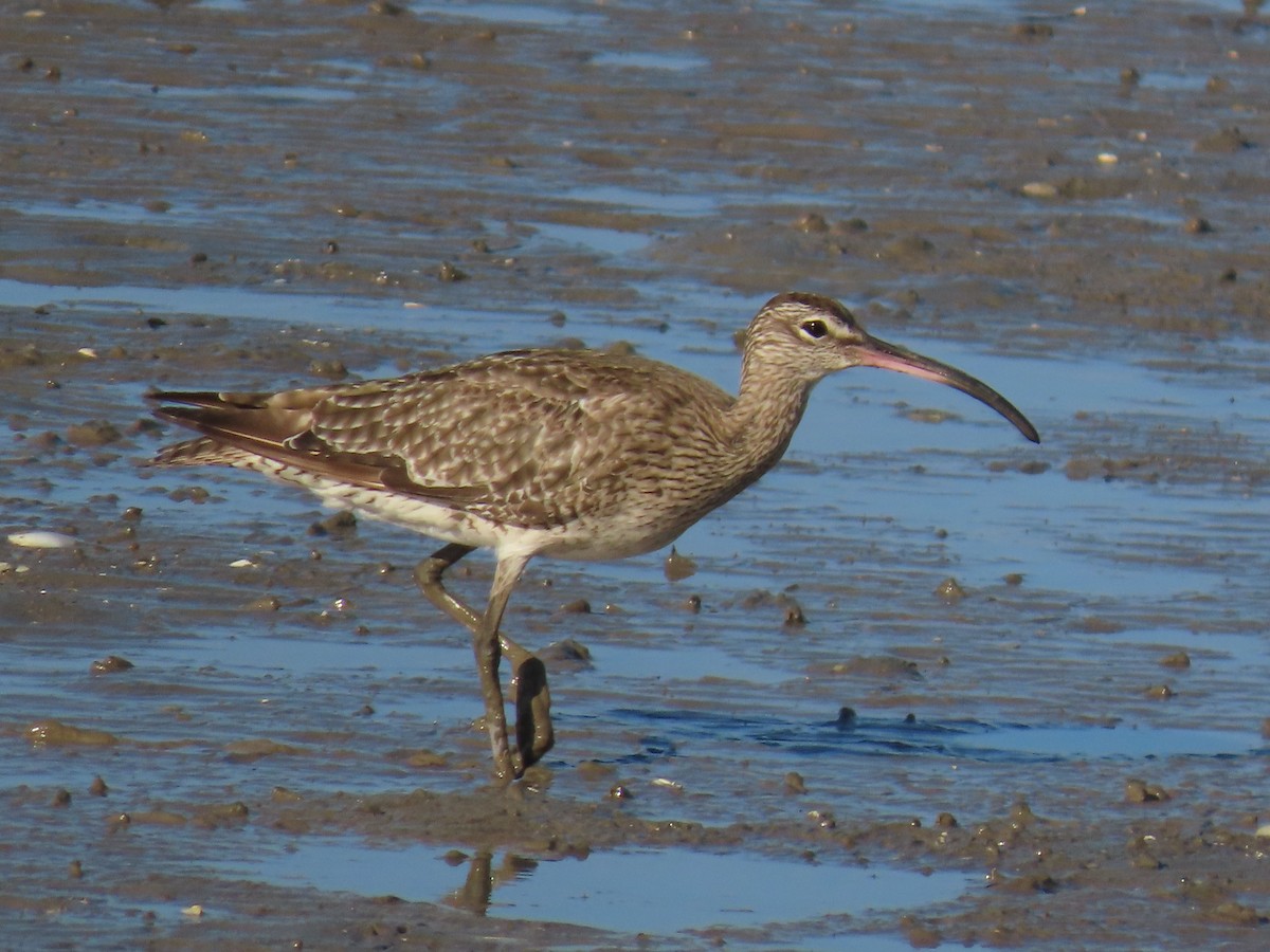 Whimbrel - ML627418643