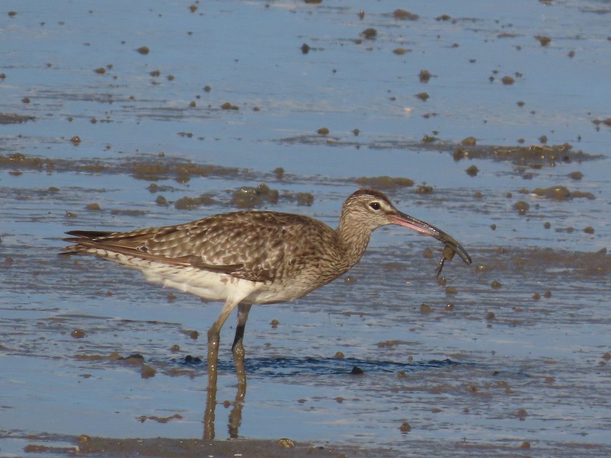 Whimbrel - ML627418647