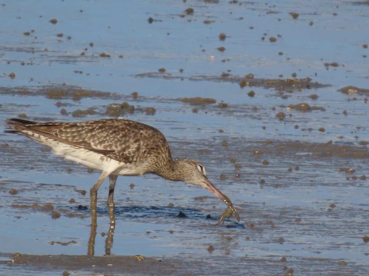 Whimbrel - ML627418648