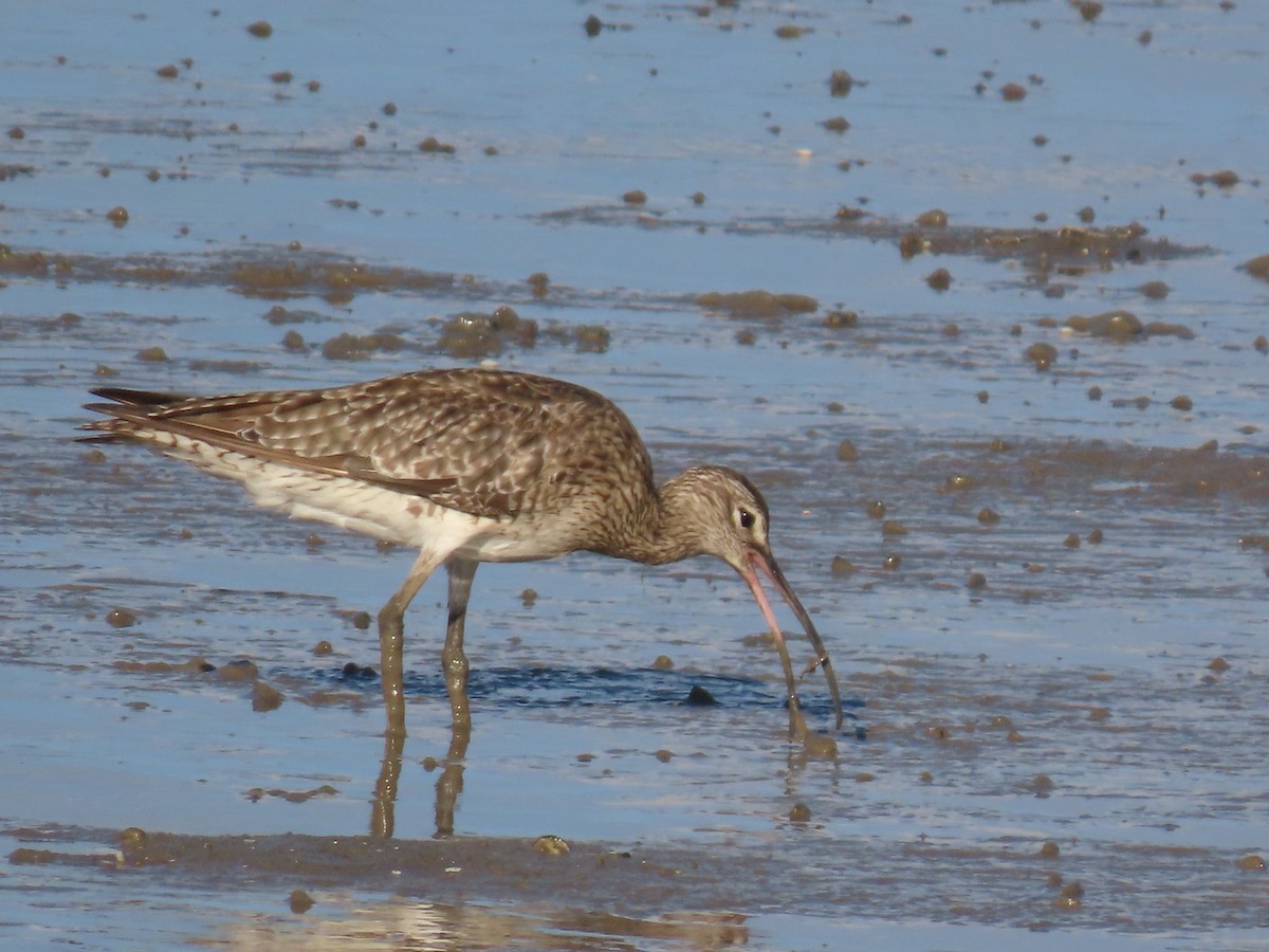 Whimbrel - ML627418654