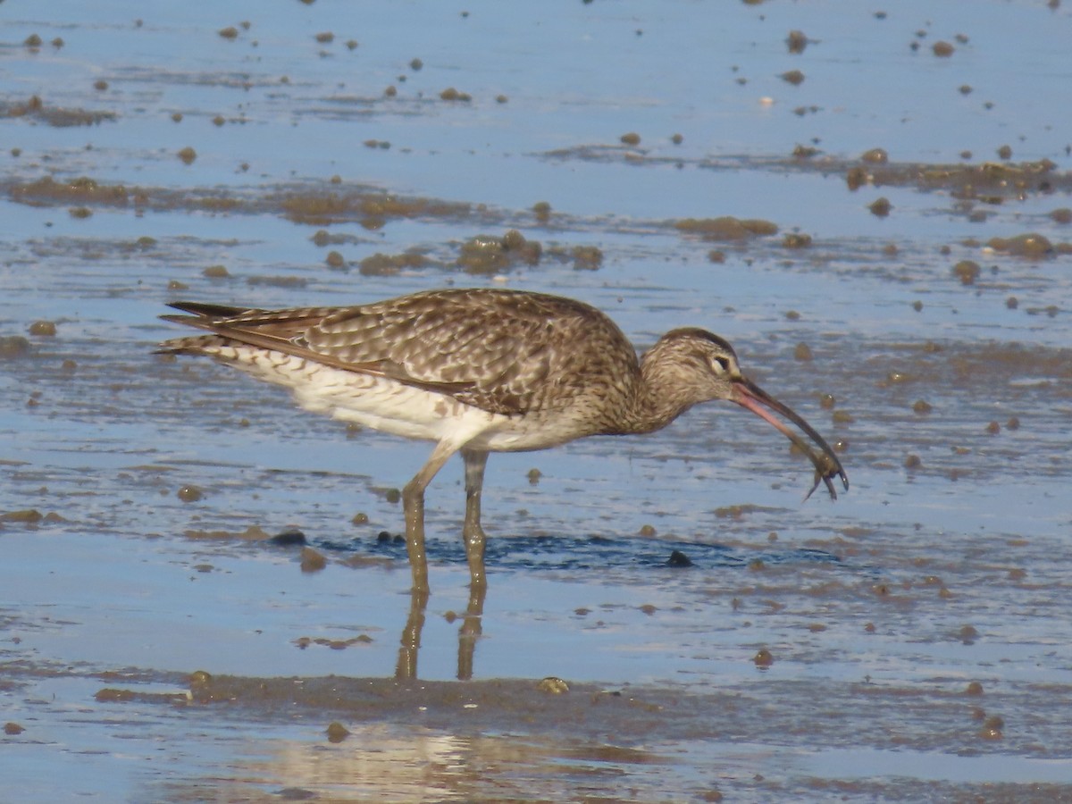 Whimbrel - ML627418660