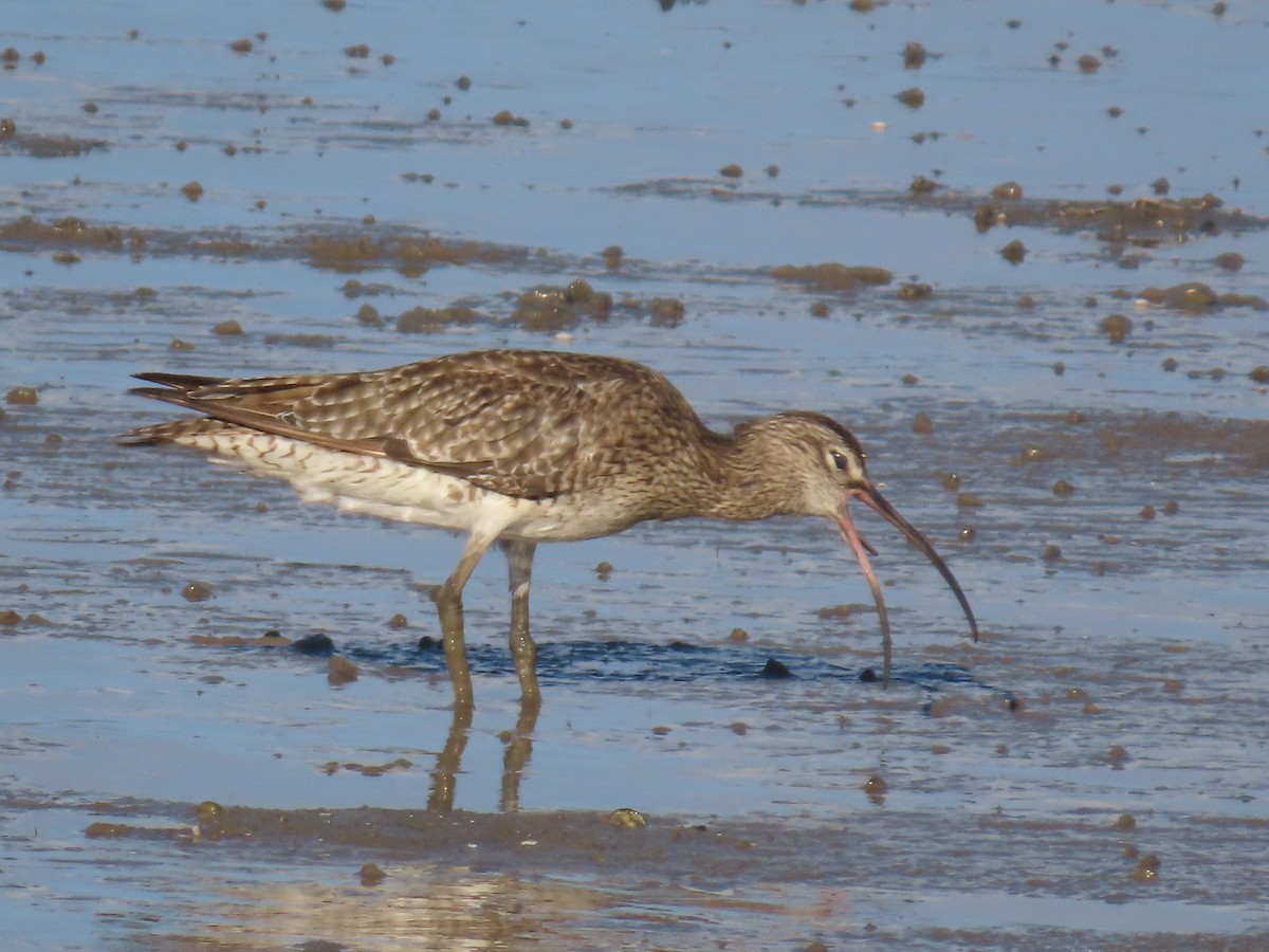 Whimbrel - ML627418664